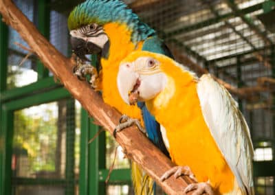Macaw Parrots at Ashmore Palms