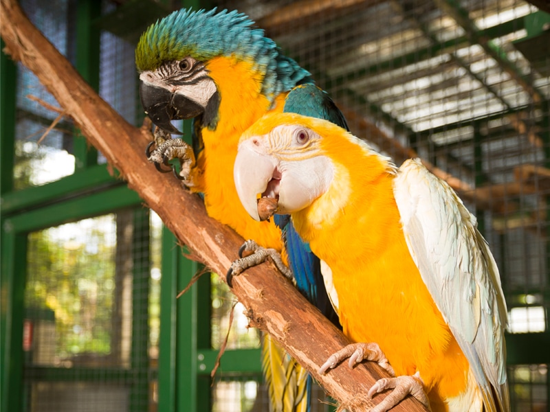 Macaw Parrots at Ashmore Palms