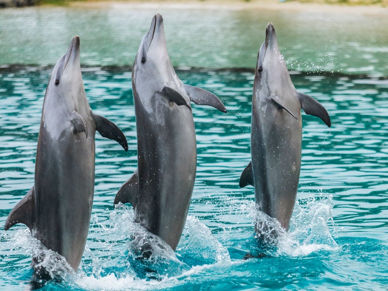 Your Guide to a Memorable Spring Gold Coast Holiday - Sea World Dolphins