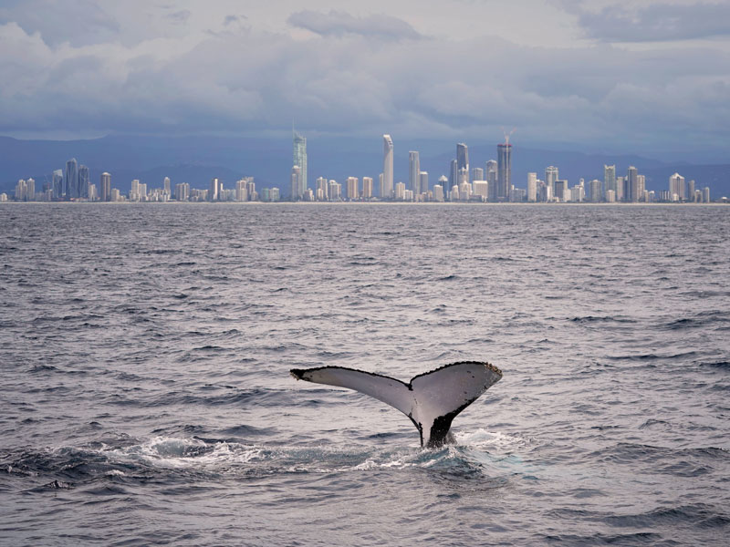 Your Guide to a Memorable Spring Gold Coast Holiday - Whale Watching