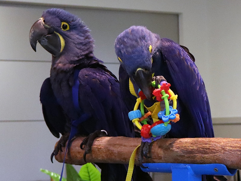 Baby Macaw Meet n Greet